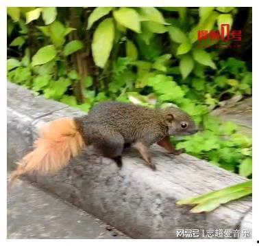 龙虎鼠最新爆料视频大全,揭秘幕后真相，精彩瞬间一网打尽