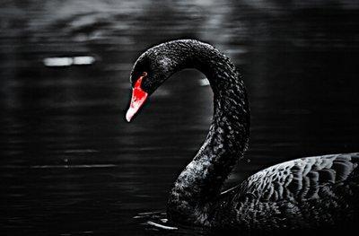 黑天鹅最新爆料消息视频,揭秘震撼性视频背后的惊人真相